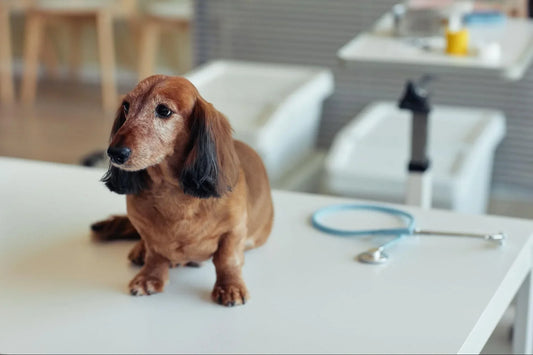 Insuficiencia Renal en Perros: Guía Completa 2025