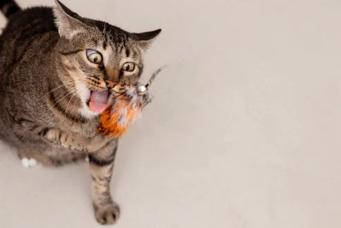 Juegos para Gatos: 10+ Ideas Fáciles para Entretener en Casa