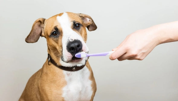 Cómo limpiar los dientes a un perro: 5 formas sencillas