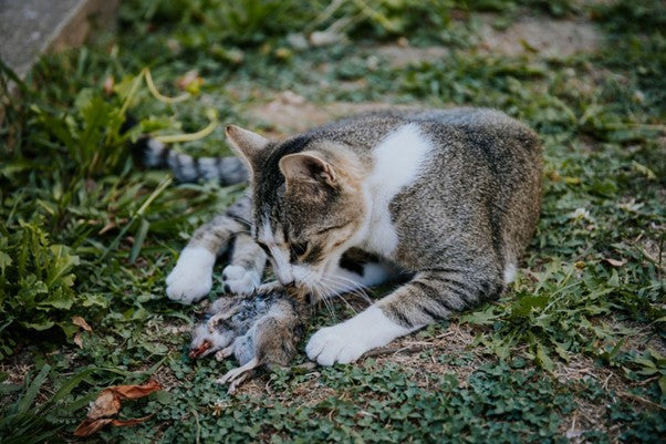 Lombrices en Gatos: Causas, Síntomas y Tratamiento