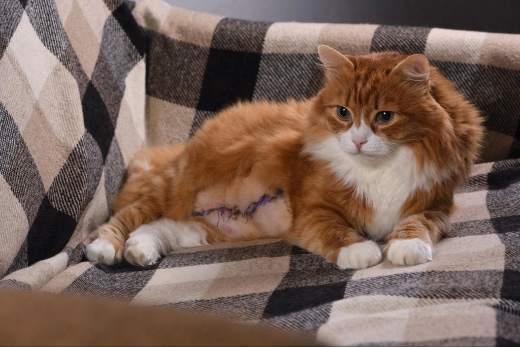 Mastocitoma en Gatos: ¿Qué es?, Síntomas y Tratamiento