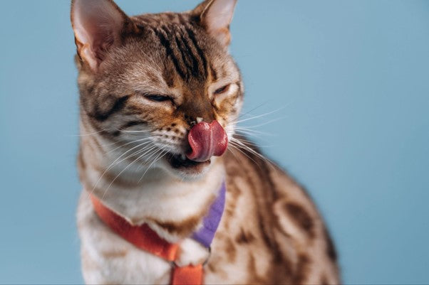 Mi Gato Babea: Causas y Soluciones