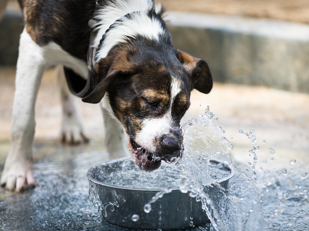 Mi Perro Bebe Mucha Agua: ¿es Normal o Debo Preocuparme?