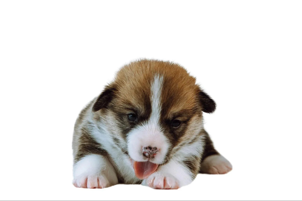 Mi Perro se Lame Mucho las Patas: Causas y Soluciones