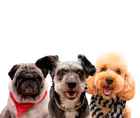 +100 mejores nombres para perros 2023