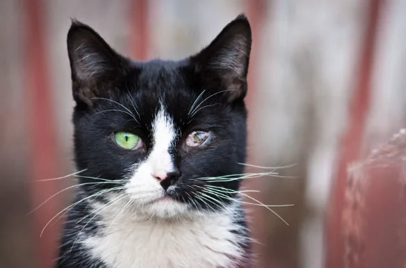 Enfermedades en los Ojos de los Gatos: Causas y Tratamiento