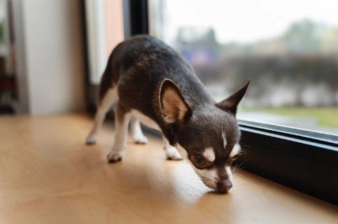 Top 10 de Olores que Odian los Perro y No Sabías