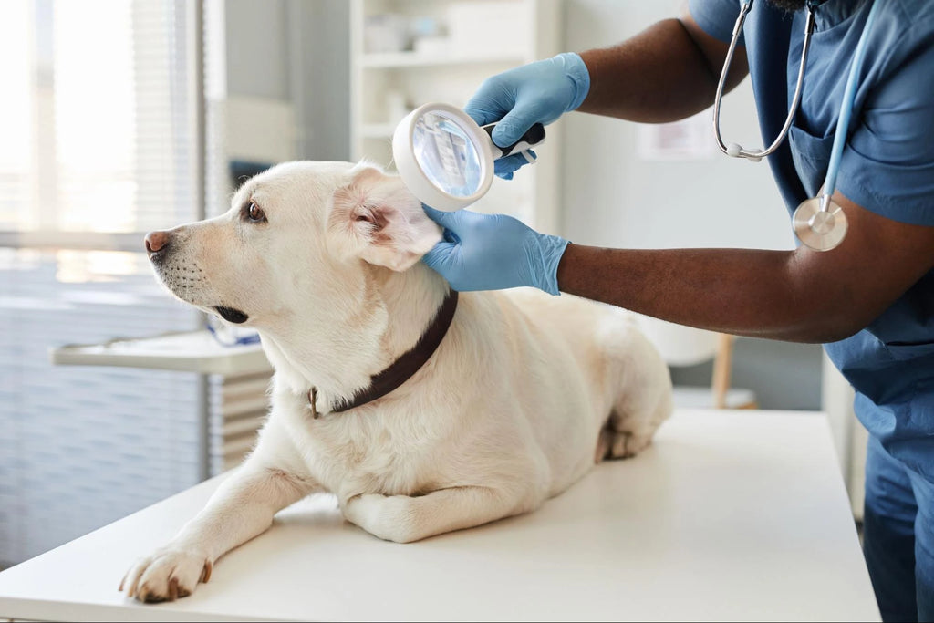 Otohematoma en Perros: Qué es, Causas y Tratamiento