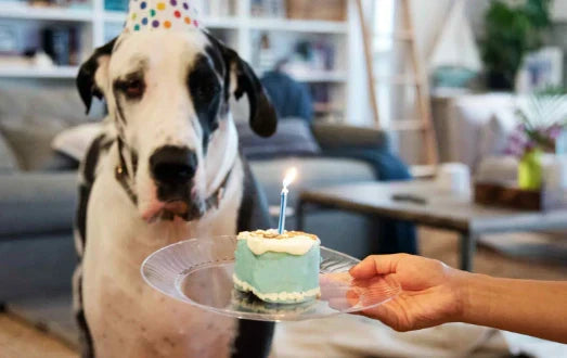Pasteles y Tartas para Perros: 15 Mejores Recetas Saludables 2024