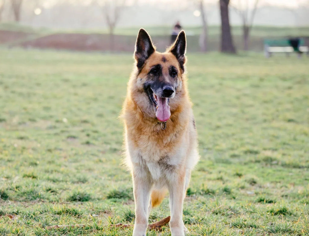 Tipos de Pastor Alemán: Características y Cuidados (2025)