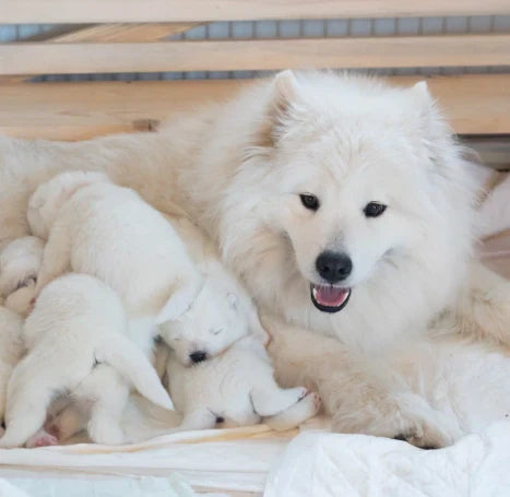  ¿Cuánto tarda el parto de una perra? Todo sobre el parto