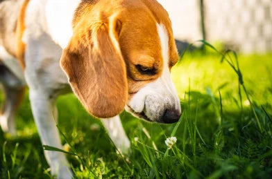 Mi Perro Come Hierba: Causas y Qué hacer