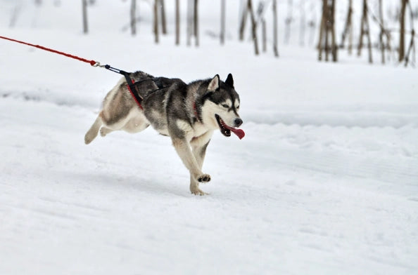 ¿Los Perro Sudan? Descubre Cómo (Guía Completa 2024)
