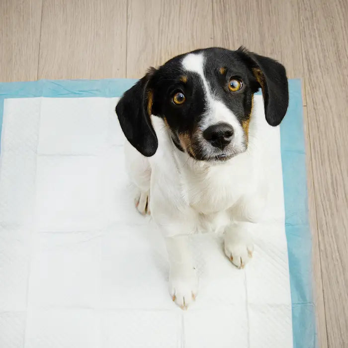 ¿Cómo Enseñar a un Perro o Cachorro a ir al Baño?