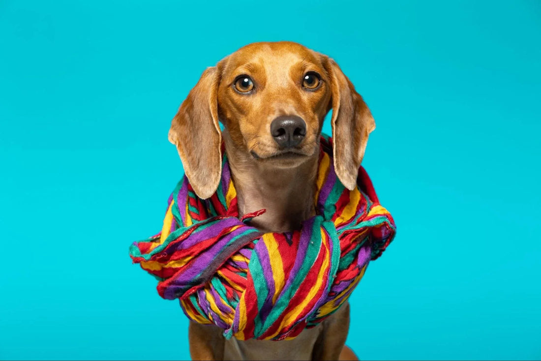 Perro Salchicha (Teckel): Todo lo que Debes Saber