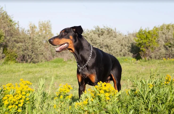 Picadura de Avispa en Perros: Qué hacer y Peligros