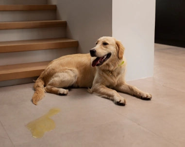 Olor a Pis de Perro: 12 Remedios Caseros para Quitarlo