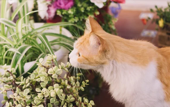 Plantas Tóxicas para los Gatos: Cuáles son y Síntomas de Intoxicación 