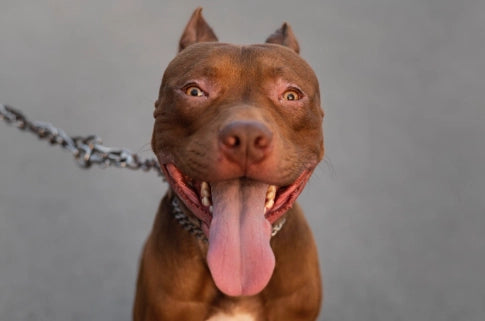 Razas PPP: Cuáles son, Características, Leyes y Requisitos de Tenencia