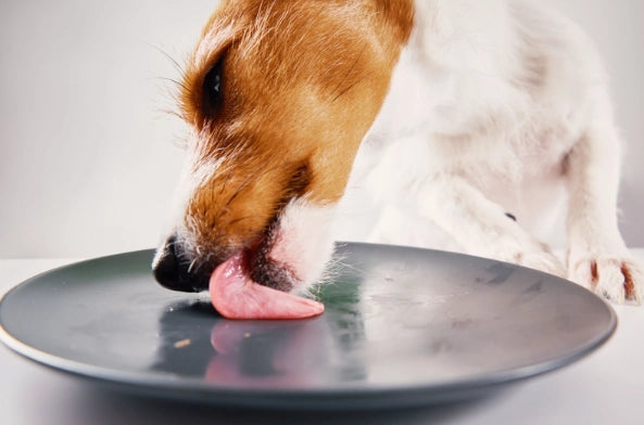 salmon para perros