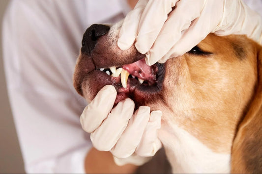 Sarro en Perros: Causas, Síntomas y Tratamiento