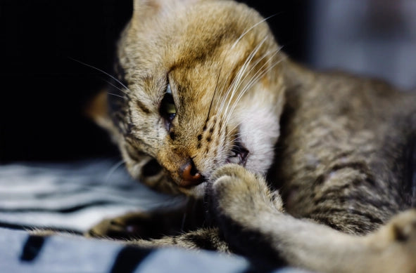 Cortarles las uñas a un gato: paso a paso de cómo hacerlo