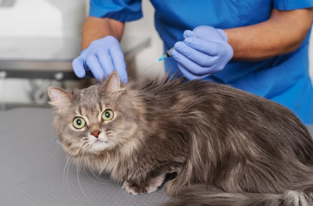 Guía de Vacunas para Gatos ¡Todo lo que Tienes que Saber!