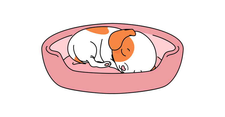 Relajación & Ansiedad Perros