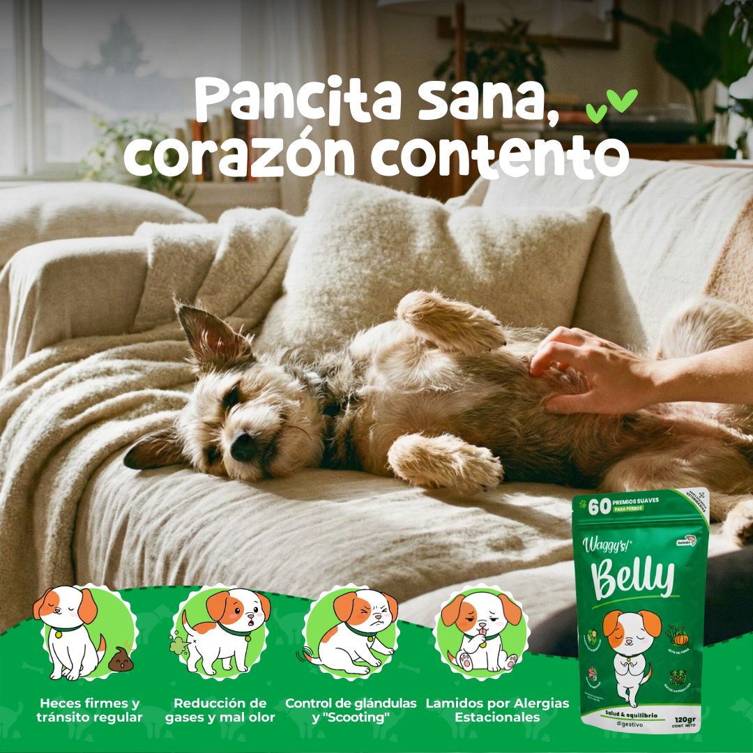 Probióticos para Digestión y Alergias en Perros | Waggy's Belly