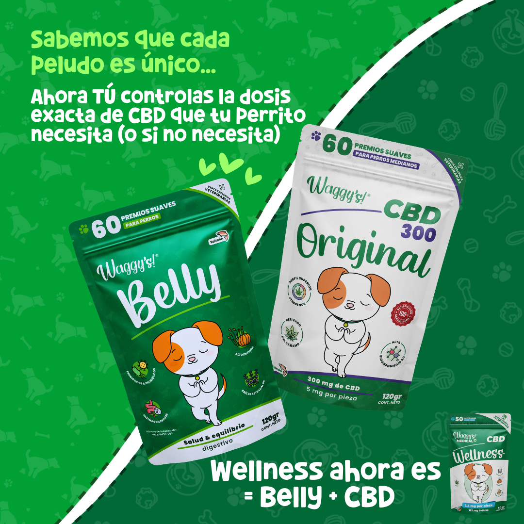 Probióticos para Digestión y Alergias en Perros | Waggy's Belly