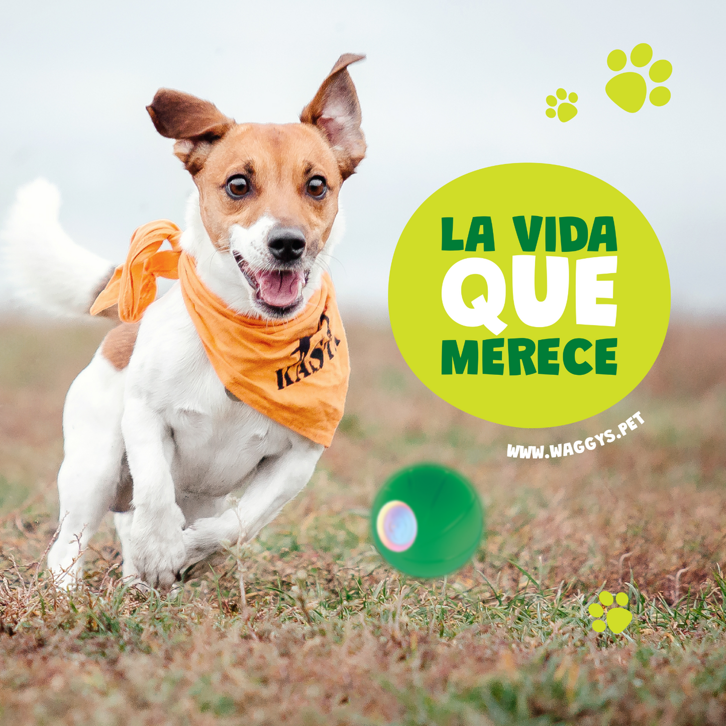 Waggy's® Bola Loca